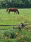 Grazing Horse_P1010660
